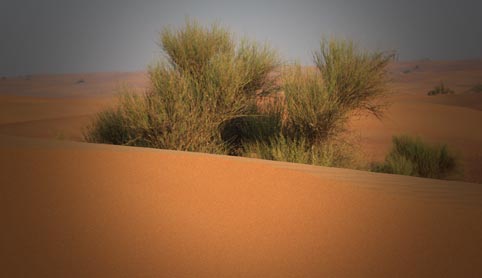 Self-Explore Dubai Dunes
